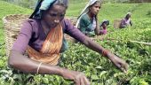 تغير المناخ يهدد صناعة الشاي في الهند