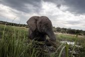 الفيلة مصدر رزق للبعض في بوتسوانا وإزعاج لآخرين