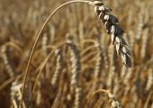 فرنسا تصدر 1.4 مليون طن من القمح اللين خارج الاتحاد الأوروبي في أبريل