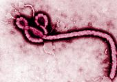 لجنة خبراء توصي بإصلاح منظمة الصحة العالمية لتراخيها بشأن وباء الإيبولا