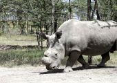 استنساخ قرون وحيد القرن ضمن جهود حماية الأنواع المهددة بالانقراض