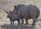 نقل وحيد القرن من جنوب أفريقيا لحمايته من الانقراض