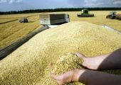 السعودية تشتري 5.5 آلاف طن من القمح الصلد في مناقصة