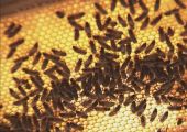 هواء خلية النحل علاج مبتكر لأمراض الجهاز التنفسي