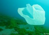 البلاستيك... خطر دائم على الكائنات البحرية