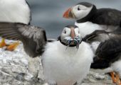 90 % من الطيور البحرية تبتلع نفايات بلاستيكية