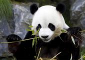 الباندا قد تحوي سر إنتاج جيل جديد من الوقود الحيوي