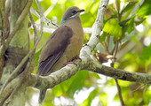 الطيور المهددة توشك ان تزول مع زوال الغابات في الفلبين