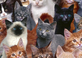 العلماء يحددون العلاقة بين لون القطط وعدوانيتها