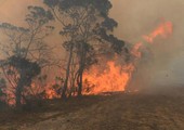 مقتل شخصين ونفوق آلاف الحيوانات في حريق غابات في استراليا