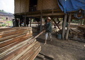 النمو يتجدد بقوة في إنتاج الأخشاب العالمي