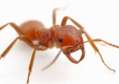 النمل أيضا يقاتل من أجل حريته