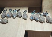 الأردن: توقيف شخص حاول بيع طيور مهددة بالانقراض إلى هواة في الخليج