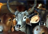هندوس يهاجمون مسلمين لاعتقادهم بأنهما يحملان بامتعتهما لحم البقر