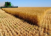 إيران تحظر واردات القمح الحكومية لمدة عام اعتبارا من 20 مارس