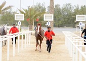 الاتحاد الملكي للفروسية ينهى كافة الإجراءات لانطلاق كأس الخليج للقدرة