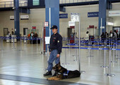 مدير أمن النقل الأميركي: نشر كلاب بوليسية بكل مطارات أميركا الكبرى