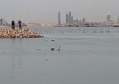 بالصور... دولفين يستعرض أمام مرتادي البحر في جزيرة سترة