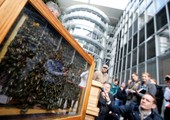 بالصور... عشرات الآلاف من نحل العسل في باحة مجلس النواب الألماني