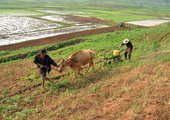 تدهور انتاج الغذاء في كوريا الشمالية لأول مرة منذ عام 2010 نتيجة لشح المياه في القطاع الزراعي