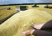 السعودية تطرح مناقصة لشراء 550 ألف طن من القمح الصلد