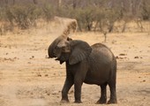 زيمبابوي تطرح حيواناتها البرية للبيع لإنقاذها من الجفاف 
