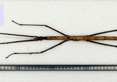 اكتشاف أطول حشرة في العالم بطول يفوق 60 سنتيمترا في جنوب الصين