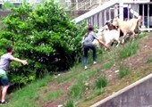 مطاردة 7 من الماعز في أميركا بعد فرارها من سوق مزارعين