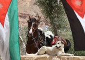 تدابير تخفف من معاناة الخيول في البتراء الأردنية 
