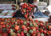 بالصور... حصاد الفراولة في كشمير