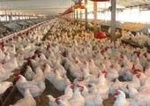 العراق يحظر استيراد الدواجن من إيطاليا وميزوري خوفا من إنفلونزا الطيور
