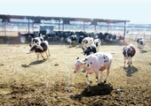 بالصور... «أمانة الأحساء» تمنع دخول «الأبقار» إلى سوق الأنعام