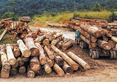 مهربو الأخشاب قد يجعلون آخر غابات السنغال تختفي قريباً
