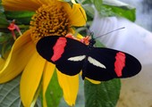 علماء يحددون الجينة المسؤولة عن تغيير اشكال اجنحة الفراشات والوانها