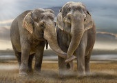 تنزانيا ترفض تقريرا يتوقع اختفاء الفيلة من محمية خلال 6 سنوات 
