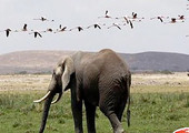 تنزانيا ترفض تقريراً يتوقع اختفاء الفيلة من محمية خلال 6 سنوات