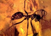 العثور على نملة مفترسة.. عمرها 99 مليون عام