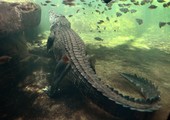 العثور على بقايا بشرية داخل تمساح في أستراليا