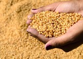 الأردن يشتري 100 ألف طن من القمح الصلد في مناقصة
