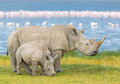  اطباء ينكبون على معالجة حيوانات وحيد القرن الناجية من عمليات الصيد