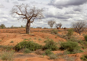 العالم يحتفل باليوم العالمي لمكافحة التصحر والجفاف