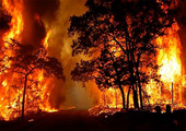 حرائق الغابات في كاليفورنيا تخرج عن نطاق السيطرة
