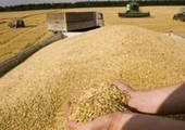 وزارة الزراعة المصرية: إعلان نتائج دراسة إرجوت القمح 