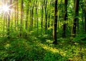 الغابات تمدنا بعلاج مجاني لمواجهة الضغوط والتوترات