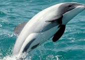  خبراء يطالبون نيوزيلندا بحماية نوع من الدلافين قيد الاندثار