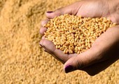 مصر: تقرير الفاو يؤكد عدم تأثير الإرجوت على محصول القمح المحلي