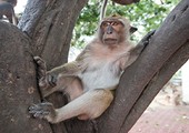 الكشف عن آلية ظهور الفصام ومرض التوحد لدى القرود