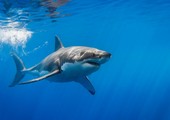 أسماك القرش البيضاء في جنوب إفريقيا مهددة بالانقراض 