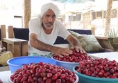 بالفيديو... الحاج حمزة تربطه مع النخلة قصة لا تنتهي 