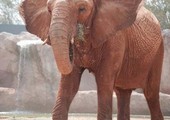 أنثى فيل تُلقي حجرًا على طفلة في حديقة الحيوانات بالرباط وتتسبّب في مصرعها